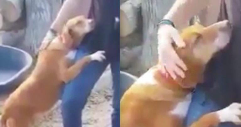 Dog Hugs Journalist At Animal Shelter And Won’t Let Go