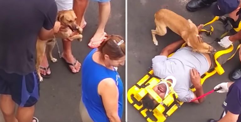 Protective Pup Worries Over Injured Owner in Touching Video