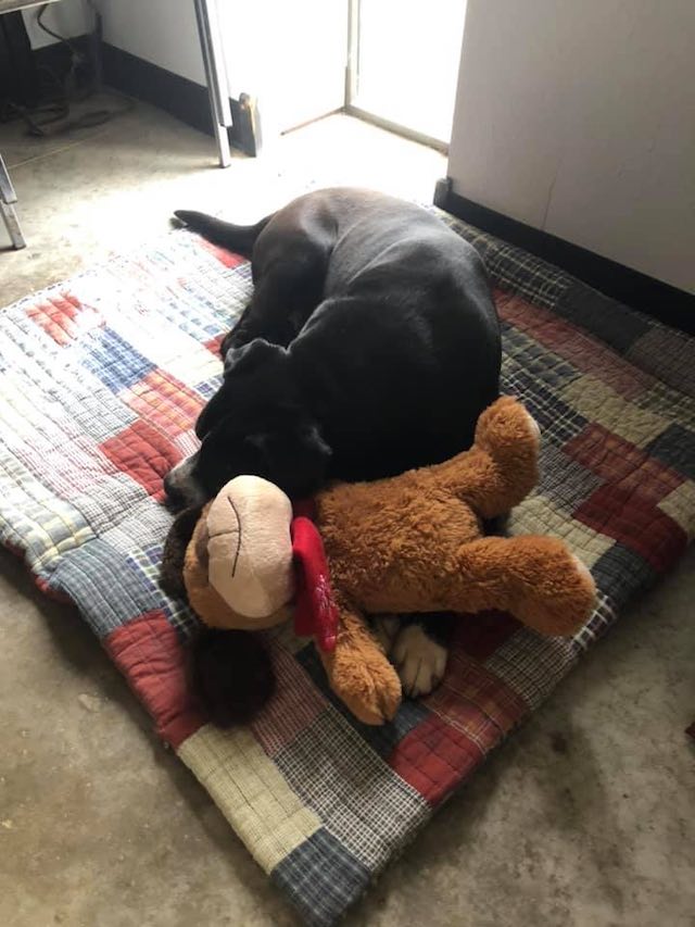 Shelter Dog Found Dragging Heavy Chain Always Has His 'Best Friend ...