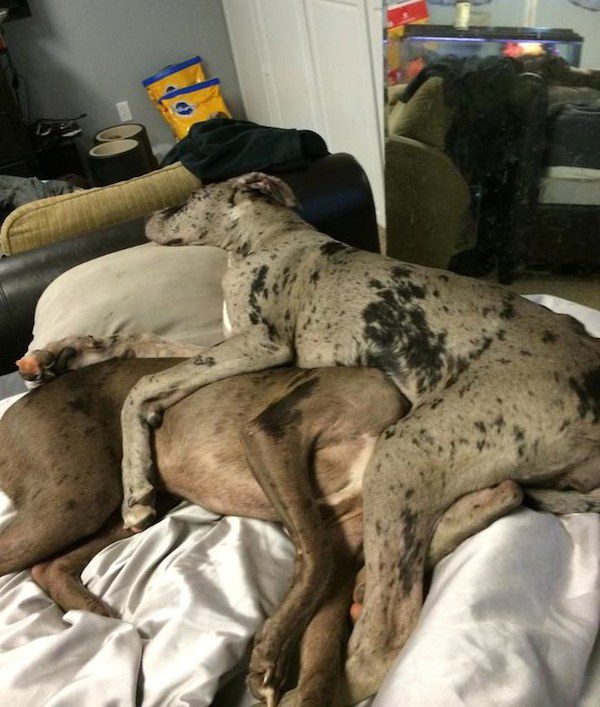 "My Great Dane always sleeps on top of my catahoula leopard! He's so tolerant." Photo credit: Alexis Mittan‎