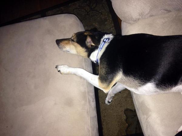 "Apparently this is comfortable!" Photo credit: Mary Bowen‎