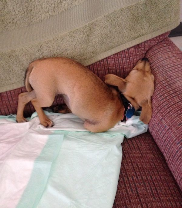 "Chloe still learning to slow down then nap." Photo credit: Thomas 'Dogpack' Cole