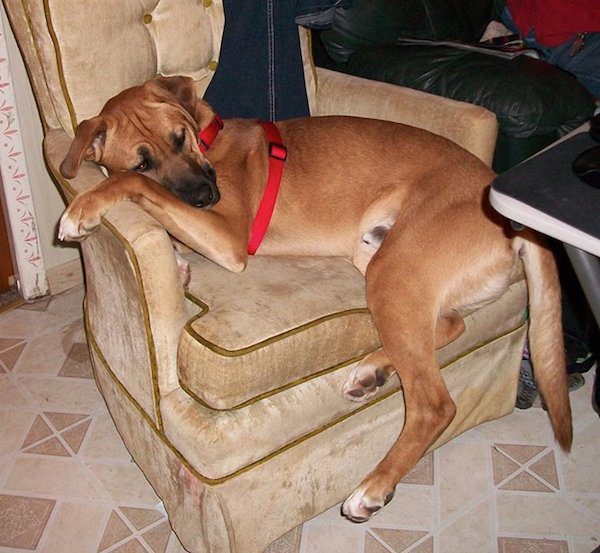 63-relaxingdog