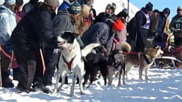 Excited Rescue Dog Makes Everyone Laugh By Talking At Start Of Race