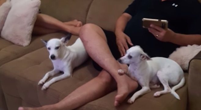 Dogs React Adorably When Mom Asks ‘Who Ate My Flip-Flop’?