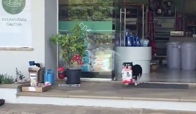 Clever Dog Shops For Dog Food All By Himself
