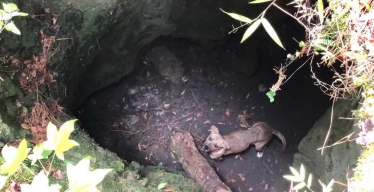 Hiker Rescues Trapped Dog From Cave In Florida Wilderness