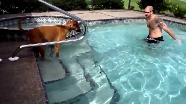 Rescue Dog Swims for the First Time with Dad’s Encouragement