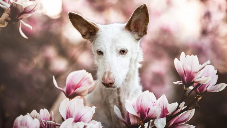 Our Fur Friends Beautifully Captured by Winners of Dog Photographer of the Year 2019