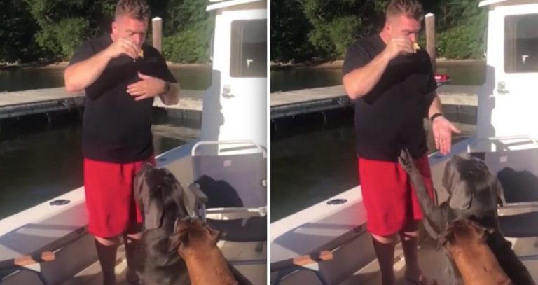 Dog’s Response To Dad’s Request For Cuddle in Exchange for Treat Ends Hilariously