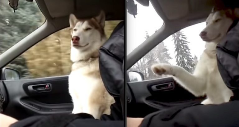 Siberian Husky Insists On Holding Hands in the Car