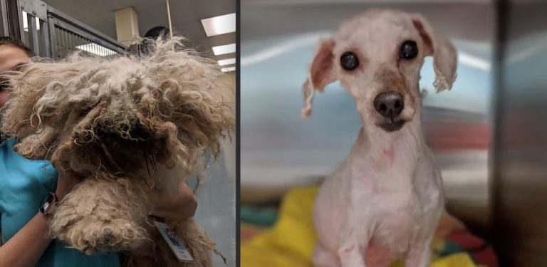 Severely Matted Dog Kept Under a Bed For 2 Years Makes Stunning Recovery