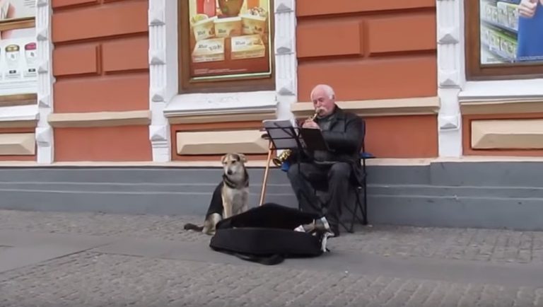 Stray Dog Unexpectedly Accompanies Street Musician in Performance and Wins Hearts