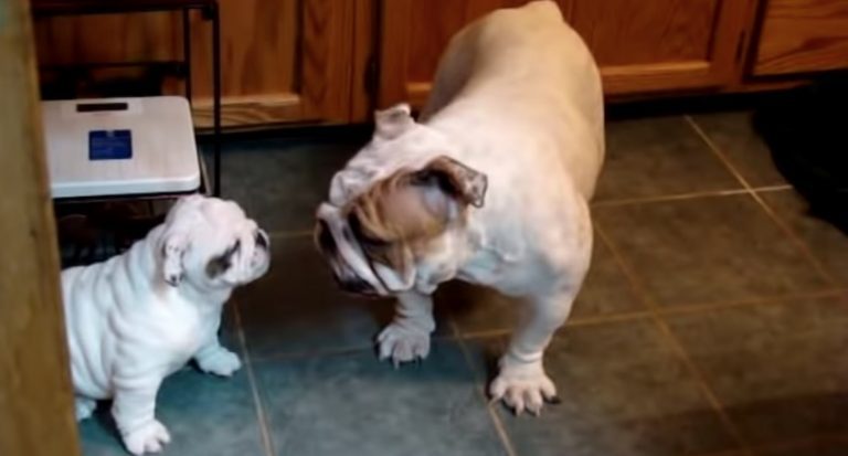 Goofy Bulldog Mom Plays Along with Her Sassy Puppy