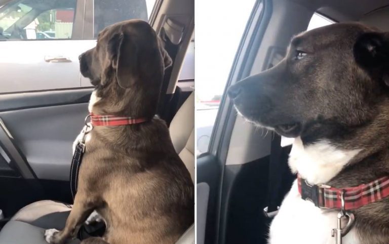 Dog Gives His Mom Cold Shoulder After She Picks Him Up from the Vet