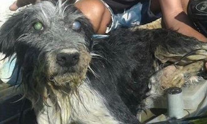 Elderly Blind Dog Saved from Drowning by Kayakers After Being Tied and Thrown in River