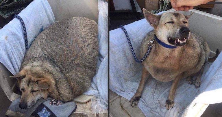 ‘Fattest Dog In Bangkok’ Travels to North America for Life-Changing Surgery and to Find a Home