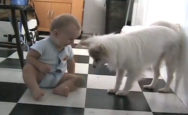 Sweet Dog Teaches Baby to Play Fetch with Him