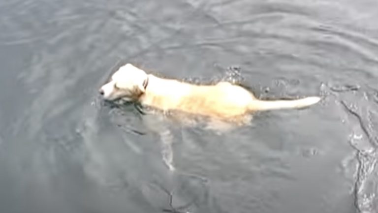 Labrador Retriever Best Friends With Dolphin