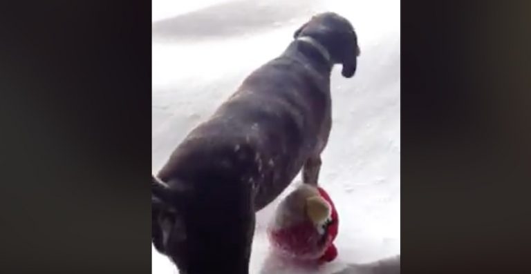 Dog’s Funny Moment When Let Outside in the Snow