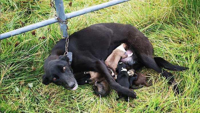 Dog and Her Six Puppies Dumped on Side of Rural Road