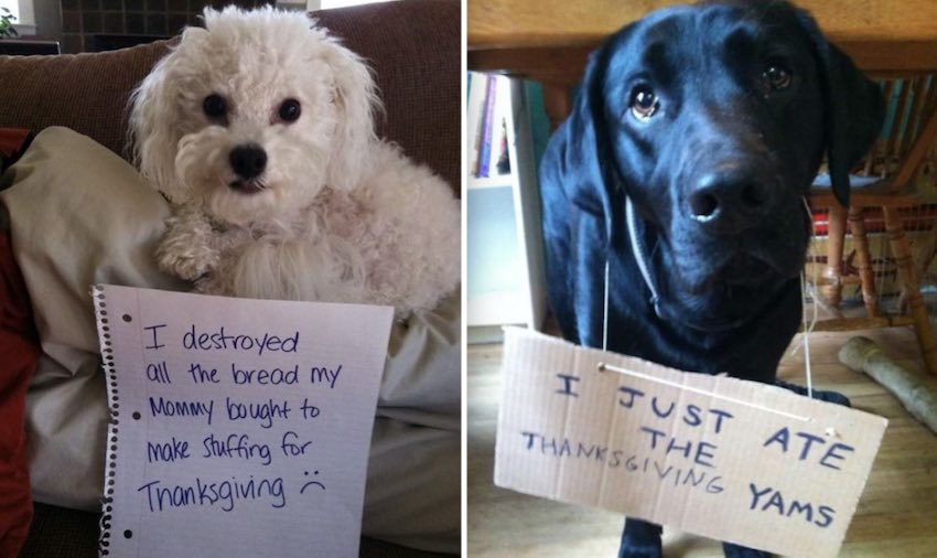 9 Naughty Dogs Who Couldn't Wait For Thanksgiving Dinner