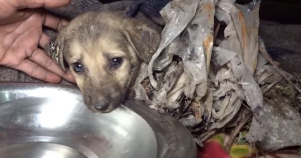 Puppies Covered in Solid Tar Could Only Move Their Eyes Rescued Just in ...