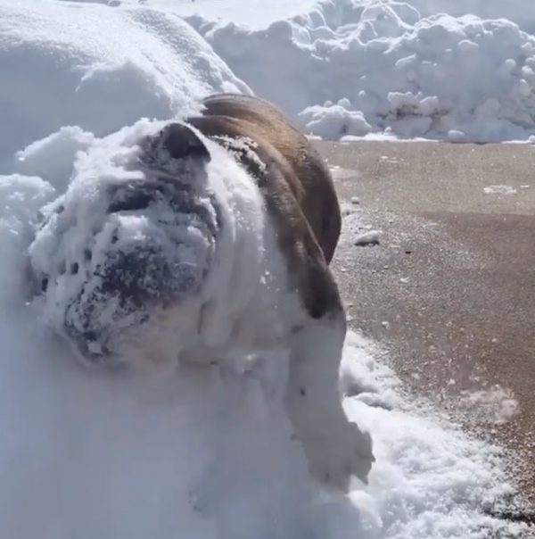 English Bulldog Adorably Ploughs Snow On Sidewalk