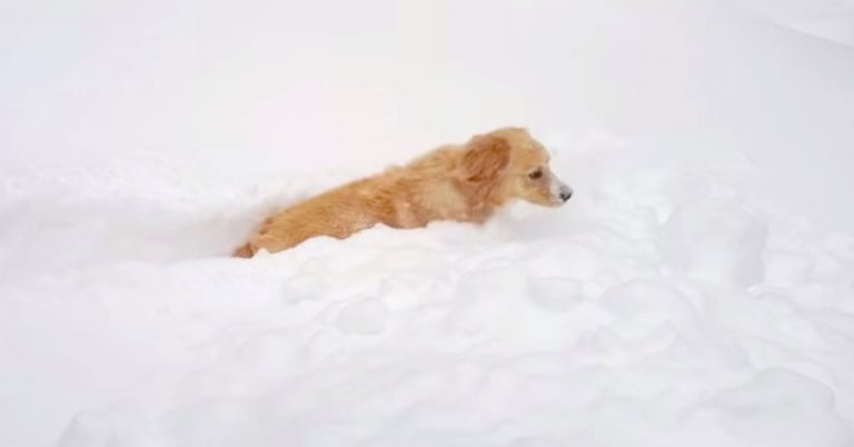 No Such Thing As Too Much Snow for This Funny Dog