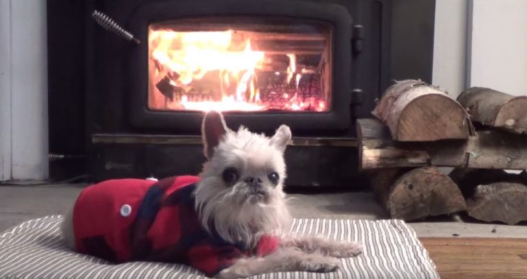 Dog Whose Bark Sounds Like a Chicken Relaxes in front of Yule Log