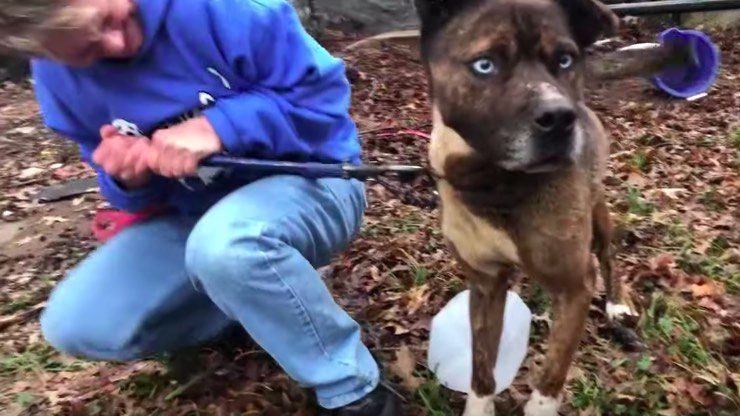Starving and Abandoned, Dog With Bright Blue Eyes Freed from Chain