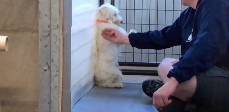 Terrified Puppy Mill Dog Finally Lets Someone Touch Him After Months of Care