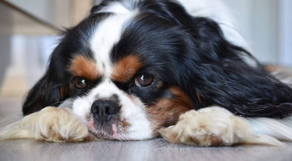 These Three Frozen Homemade Dog Treats are Perfect For the Summer