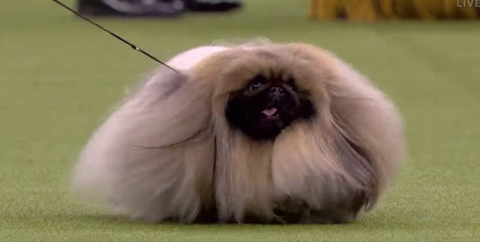 Dogs Demonstrate the Best Walks at Westminster Dog Show