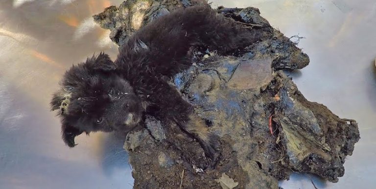 Puppy Screams for Help After Getting Stuck in Rock-Solid Tar