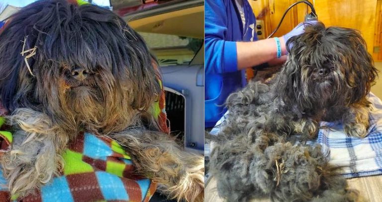 Matted Stray Found Crying For Help On Porch Helped By Good Samaritan