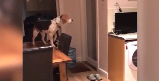Clever Beagle Won’t Let Anything Stop Him From Getting French Fries On Kitchen Counter