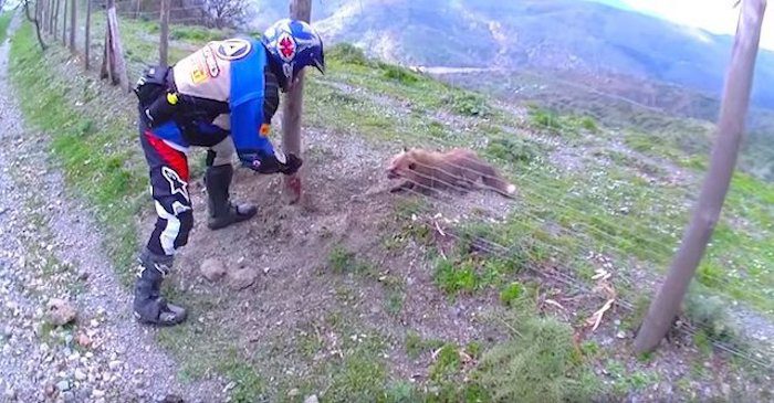 Compassionate Bikers Save Fox Stuck on Barbed Wire