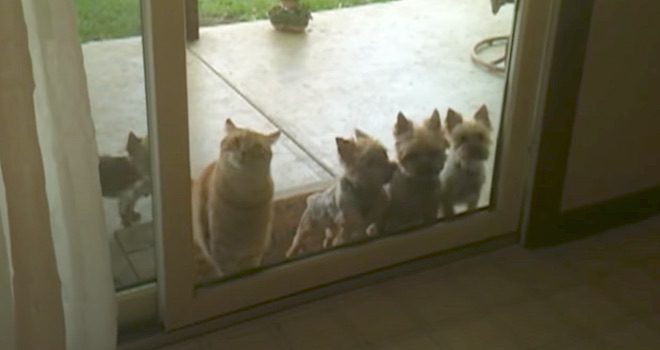 Smart Cat Helps Dogs Get Through the Door