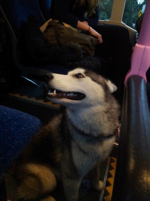a bus driver rescued a dog running in heavy traffic