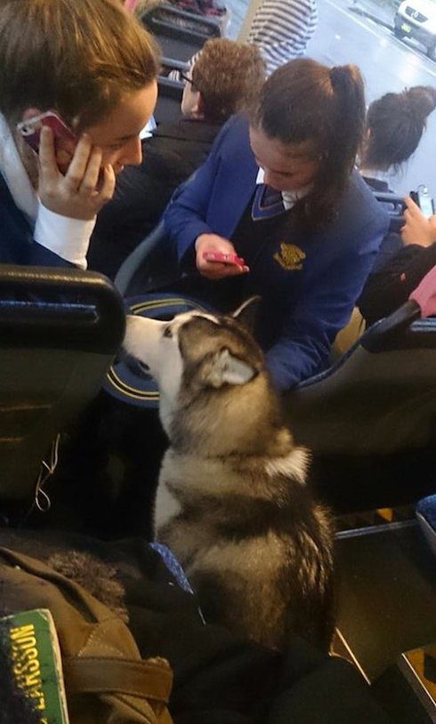bus driver stops bus to let lost husky on board