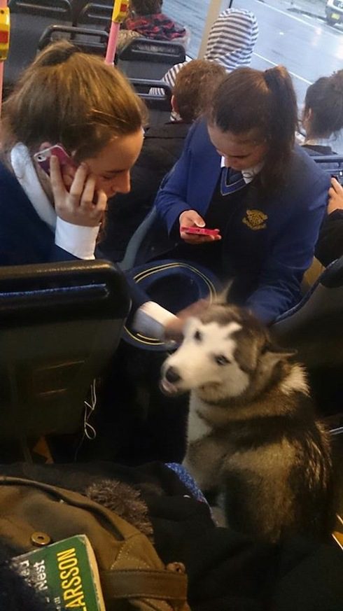 a bus driver rescued a dog running in heavy traffic