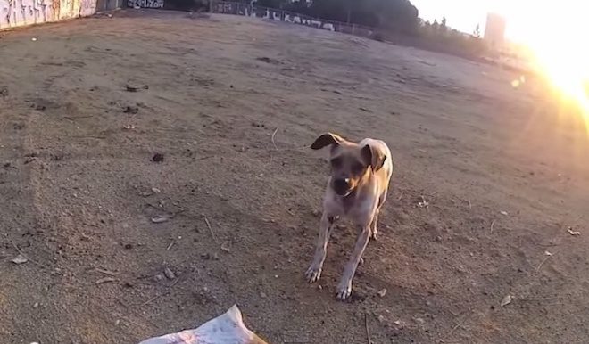 Abandoned Dog who Could not Bear to Be Touched Makes Amazing Recovery