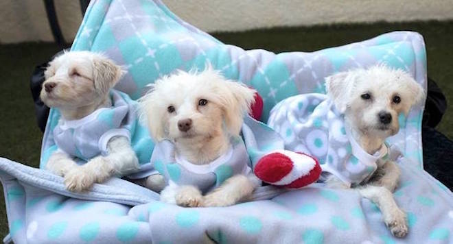 Rescue Puppies Born with Deformed Legs Overcome Huge Obstacles
