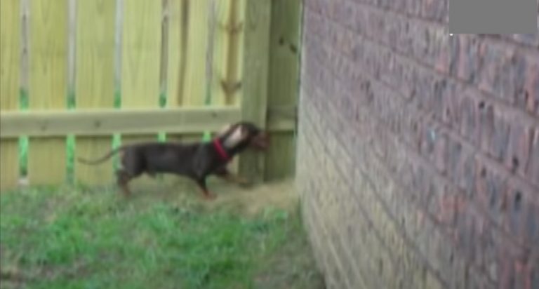 Sneaky Dachshund has Unique Skill Scaling Fences