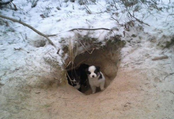 man saves puppies in the woods
