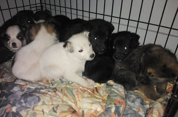 man saves puppies in the woods