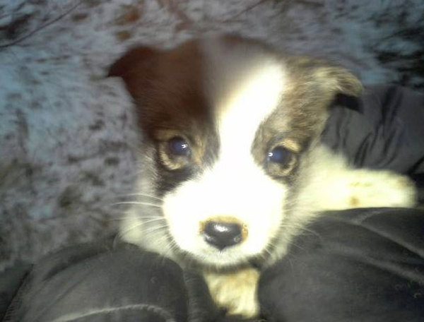 man saves puppies in the woods