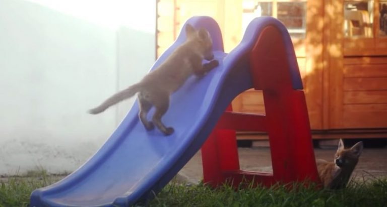 Baby Wild Foxes Play On Family’s Slide