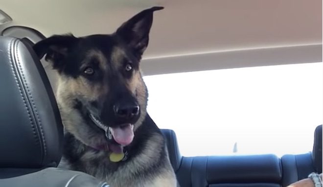 Adorable German Shepherd Tells Grandma She Loves Her